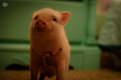 Arlo: The Burping Pig 2016 photo.