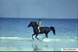 The Black Stallion 1979 photo.