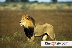 Roar: Lions of the Kalahari 2005 photo.