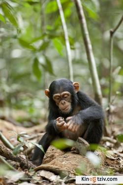 Chimpanzee 2012 photo.