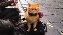 A Street Cat Named Bob 2016 photo.