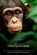 Another movie Chimpanzee of the director Mark Linfield.