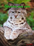 Another movie The Secret Life Of European Mammals: European Wildcat of the director Loys Kout.