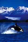 Another movie BBC: Wildlife Special - Killer Whale of the director Fil Chepman.